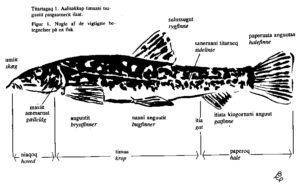 Fisk, Smerling med grønlandsk tekst